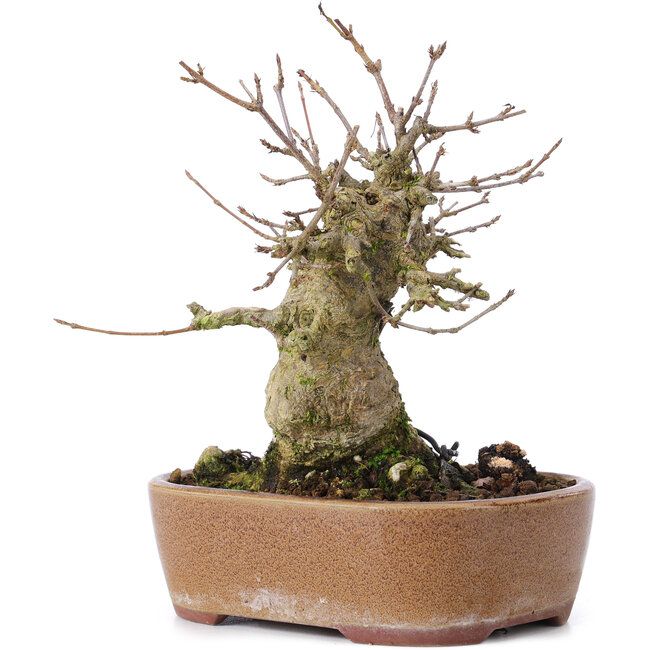 Acer buergerianum, 15 cm, ± 35 Jahre alt