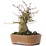 Acer buergerianum, 15 cm, ± 35 ans