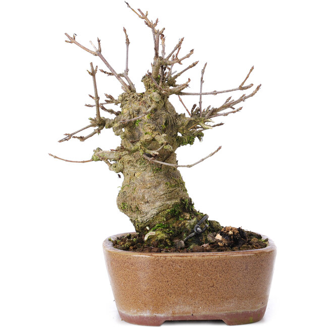 Acer buergerianum, 15 cm, ± 35 ans