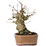 Acer buergerianum, 15 cm, ± 35 Jahre alt