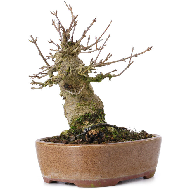 Acer buergerianum, 15 cm, ± 35 ans