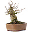 Acer buergerianum, 15 cm, ± 35 Jahre alt