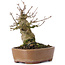 Acer buergerianum, 15 cm, ± 35 years old