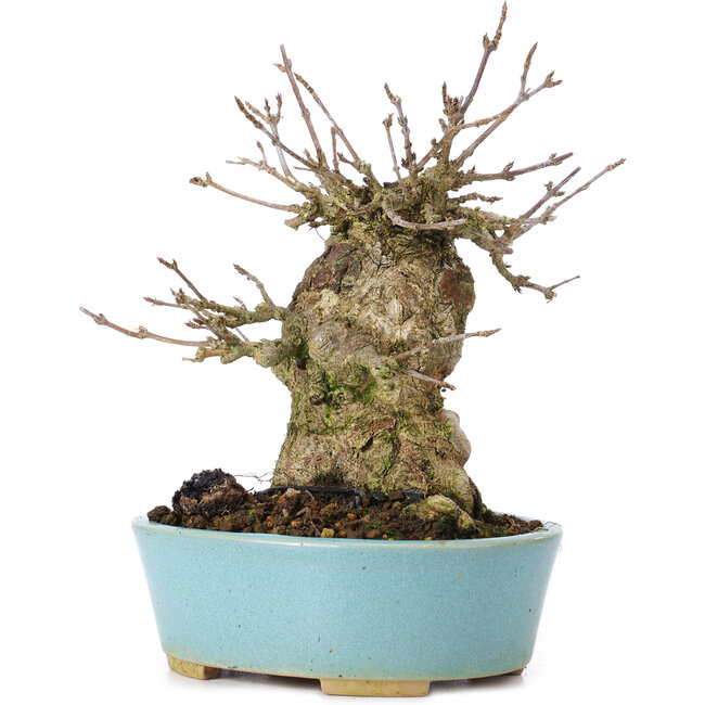 Acer buergerianum, 15 cm, ± 35 jaar oud