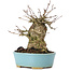 Acer buergerianum, 15 cm, ± 35 ans