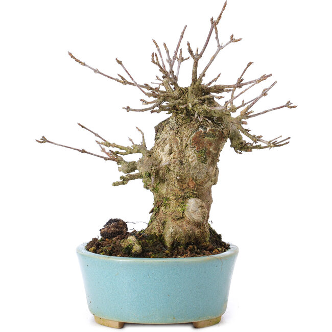 Acer buergerianum, 15 cm, ± 35 years old