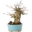 Acer buergerianum, 15 cm, ± 35 ans
