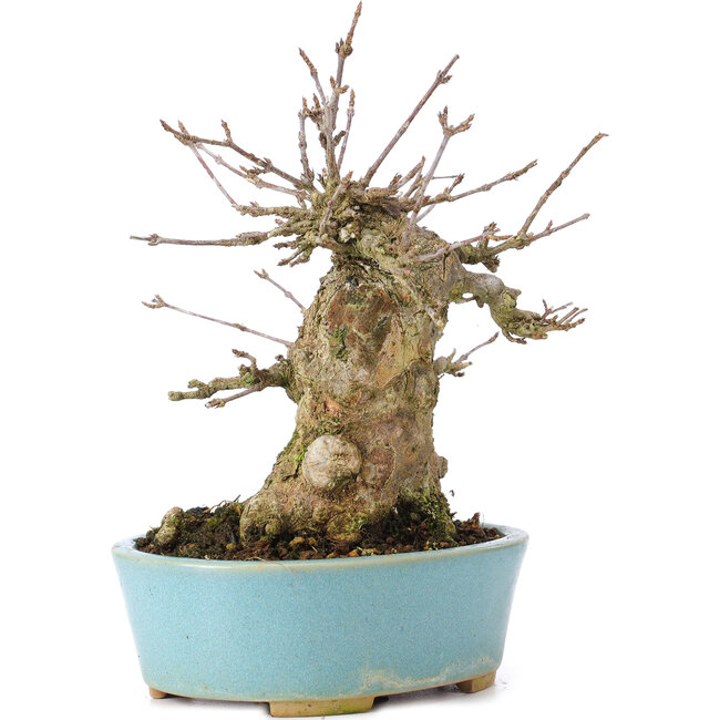 Acer buergerianum, 15 cm, ± 35 anni