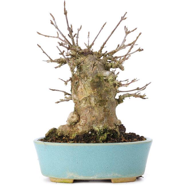 Acer buergerianum, 15 cm, ± 35 Jahre alt