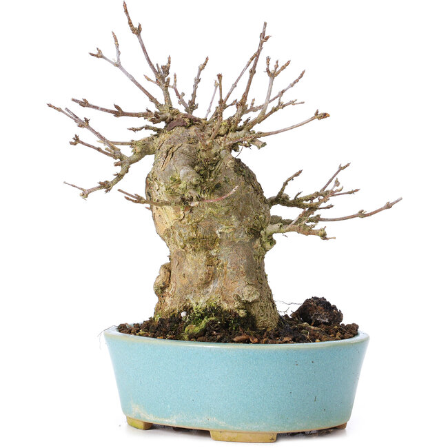 Acer buergerianum, 15 cm, ± 35 jaar oud