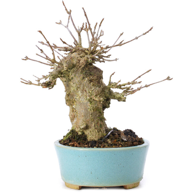 Acer buergerianum, 15 cm, ± 35 jaar oud