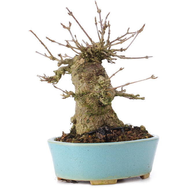 Acer buergerianum, 15 cm, ± 35 years old