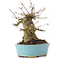 Acer buergerianum, 15 cm, ± 35 years old