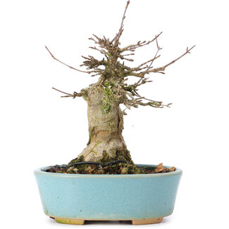 Acer buergerianum, 15,5 cm, ± 35 jaar oud