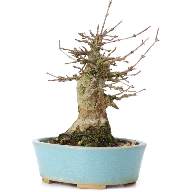 Acer buergerianum, 15,5 cm, ± 35 years old