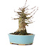 Acer buergerianum, 15,5 cm, ± 35 ans