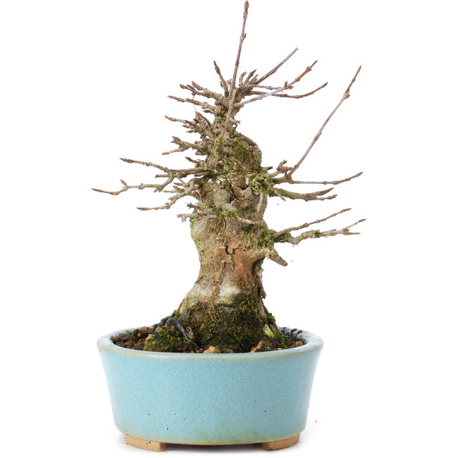 Acer buergerianum, 15,5 cm, ± 35 years old