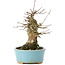 Acer buergerianum, 15,5 cm, ± 35 years old