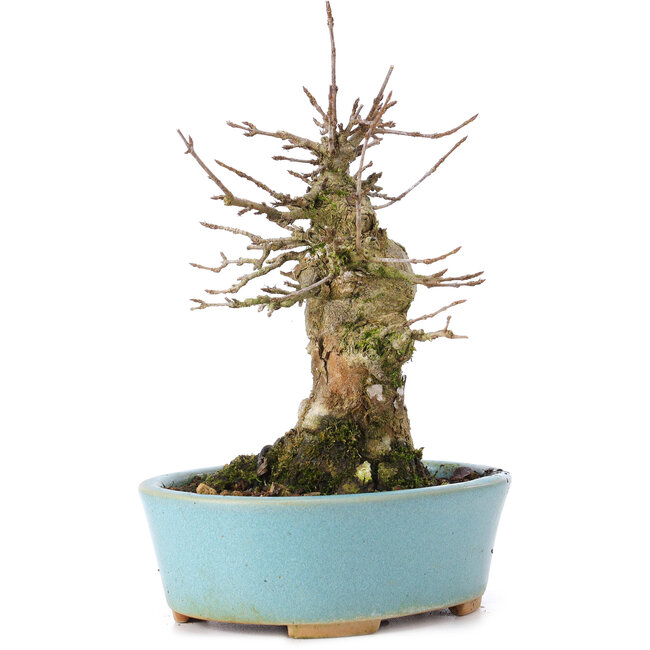 Acer buergerianum, 15,5 cm, ± 35 years old