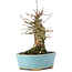 Acer buergerianum, 15,5 cm, ± 35 Jahre alt
