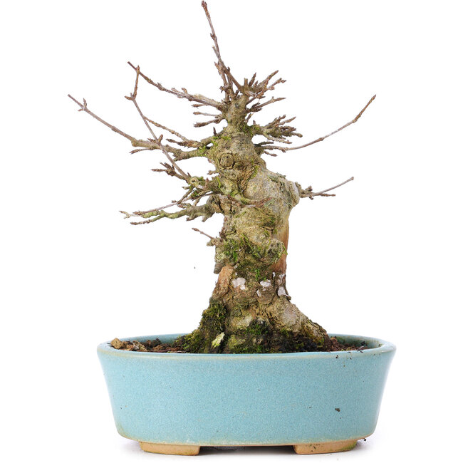 Acer buergerianum, 15,5 cm, ± 35 años