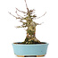 Acer buergerianum, 15,5 cm, ± 35 ans