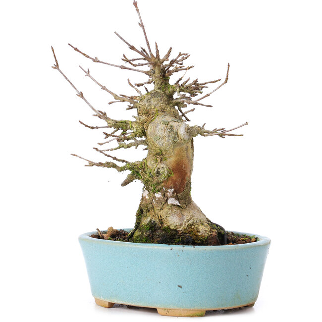 Acer buergerianum, 15,5 cm, ± 35 years old