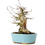 Acer buergerianum, 15,5 cm, ± 35 ans