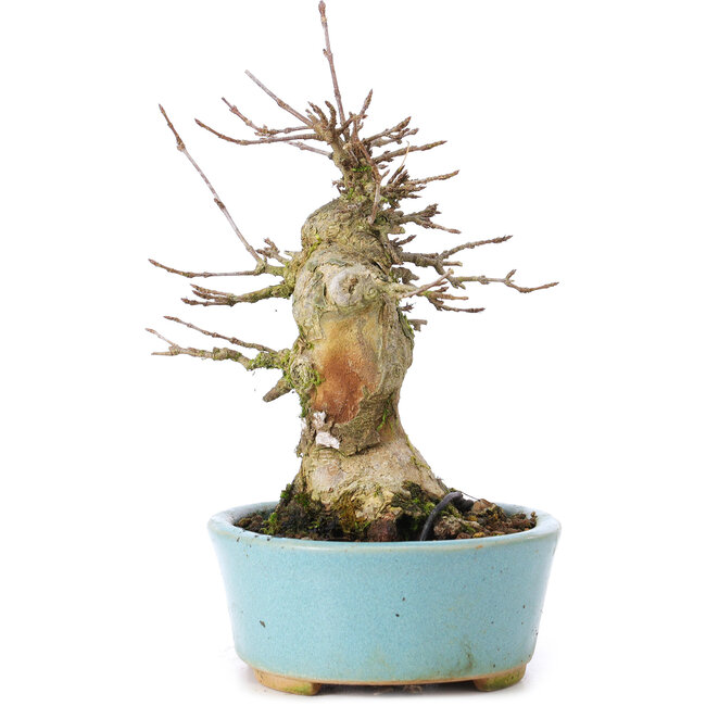 Acer buergerianum, 15,5 cm, ± 35 ans