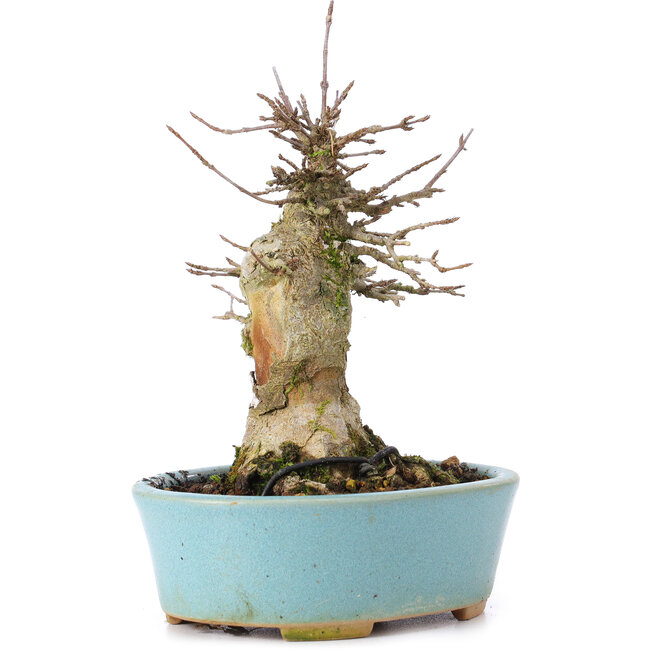 Acer buergerianum, 15,5 cm, ± 35 ans