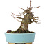 Acer buergerianum, 13,5 cm, ± 35 years old