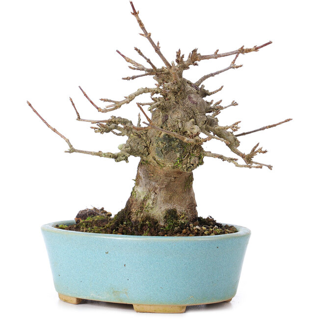 Acer buergerianum, 13,5 cm, ± 35 ans