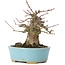Acer buergerianum, 13,5 cm, ± 35 ans