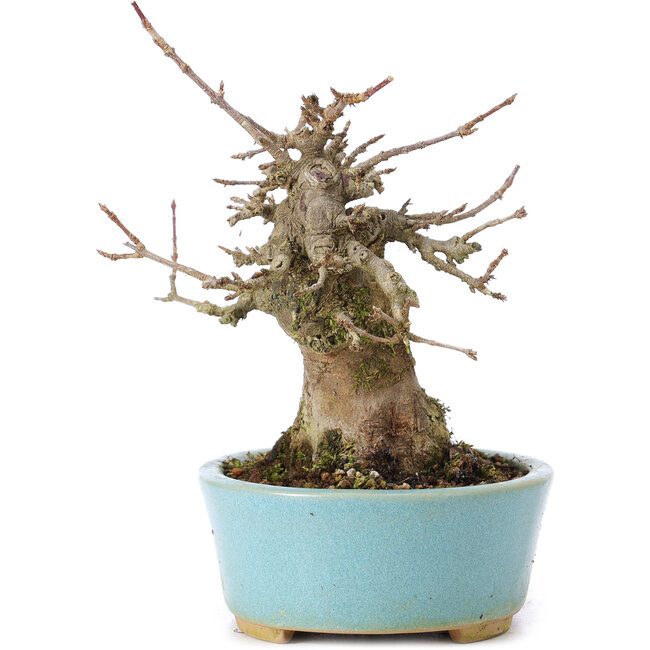 Acer buergerianum, 13,5 cm, ± 35 years old