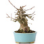 Acer buergerianum, 13,5 cm, ± 35 ans