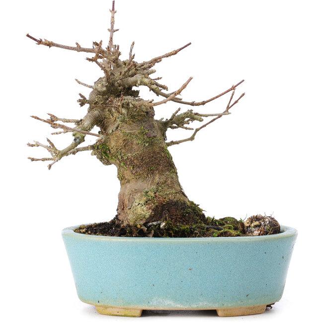 Acer buergerianum, 13,5 cm, ± 35 ans