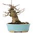 Acer buergerianum, 13,5 cm, ± 35 ans