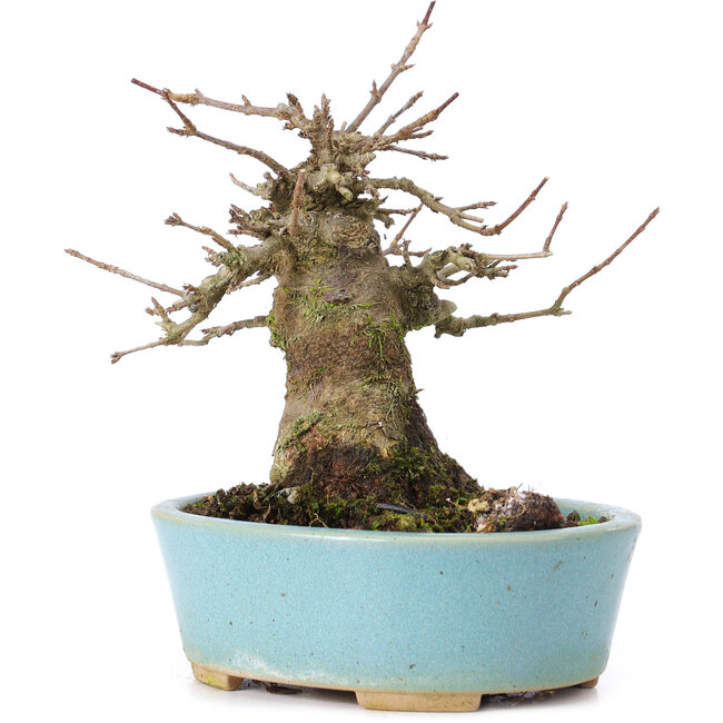 Acer buergerianum, 13,5 cm, ± 35 anni