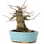 Acer buergerianum, 13,5 cm, ± 35 years old