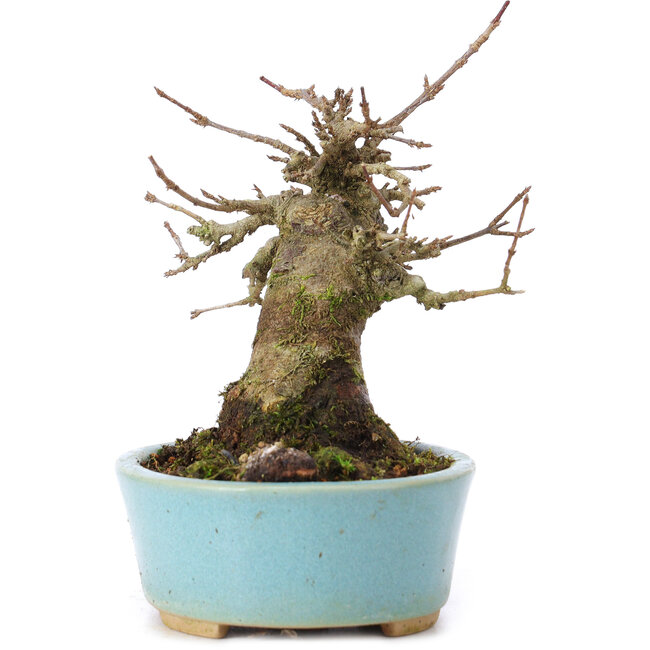 Acer buergerianum, 13,5 cm, ± 35 anni