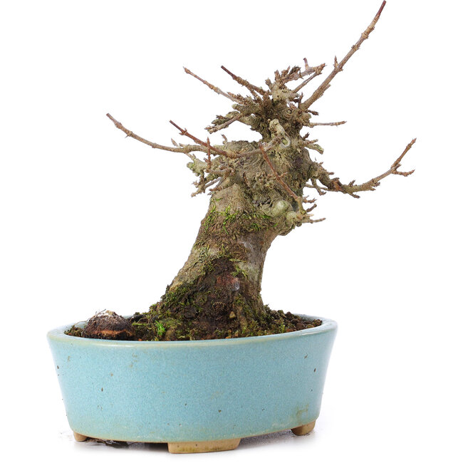 Acer buergerianum, 13,5 cm, ± 35 years old