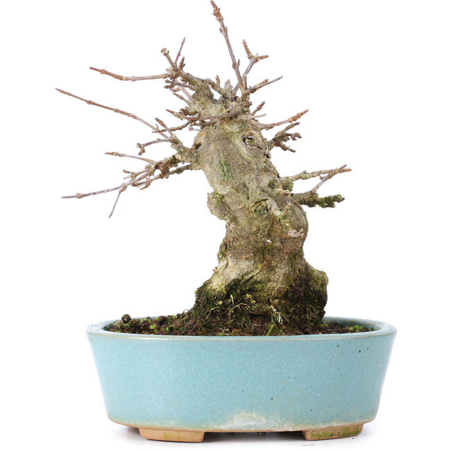 Acer buergerianum, 13 cm, ± 35 jaar oud