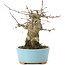 Acer buergerianum, 13 cm, ± 35 years old