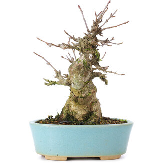 Acer buergerianum, 15 cm, ± 35 ans