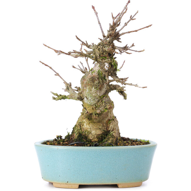 Acer buergerianum, 15 cm, ± 35 ans