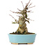 Acer buergerianum, 15 cm, ± 35 anni
