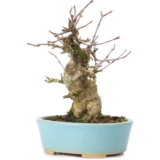 Acer buergerianum, 15 cm, ± 35 anni