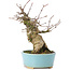Acer buergerianum, 15 cm, ± 35 anni