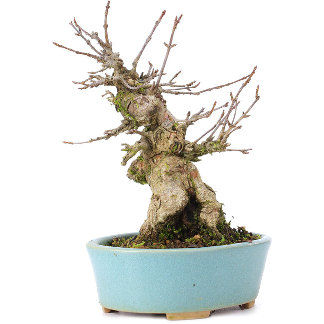 Acer buergerianum, 15 cm, ± 35 ans