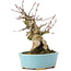 Acer buergerianum, 15 cm, ± 35 anni